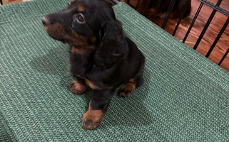 Black and tan Colored Gulfishan Kennels Dachshund for Lincolnwood, IL