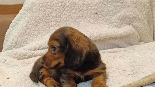 Red Colored Desert Diamond Dachshunds