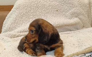 Red Colored Desert Diamond Dachshunds Dachshund for Tonopah, AZ