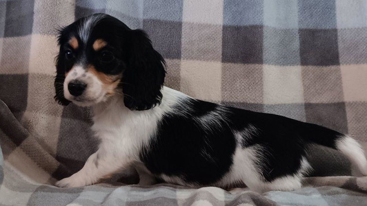 Black and Red Colored Roughstock Border Dachshunds