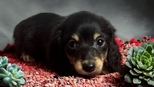 Black and Tan Colored DeLaunes Dachshunds