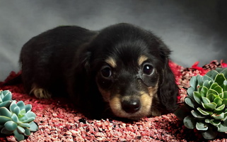 Black and Tan Colored DeLaunes Dachshunds Dachshund for Gilbertsville, KY