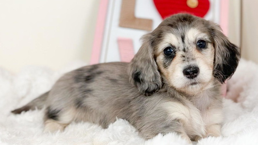 Silver Dapple Colored Evergreendox Dachshunds