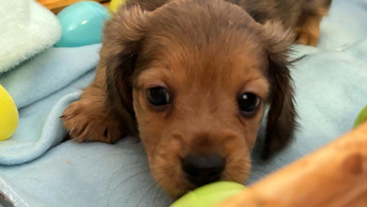 Red Dapple Colored Sugar Creek Mini Doxies