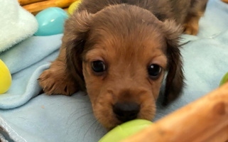 Red Dapple Colored Sugar Creek Mini Doxies Dachshund for New Palestine, IN