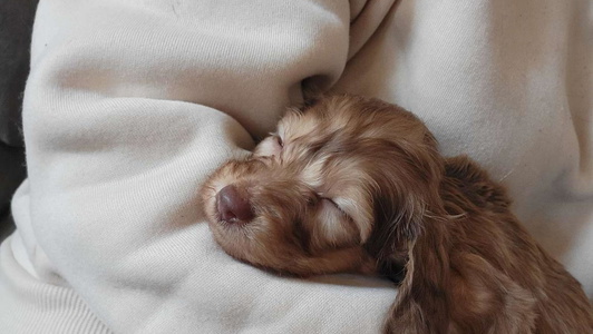 Cream Colored Gorrell's Dachshund Farm