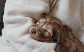 Cream Colored Gorrell's Dachshund Farm Dachshund for Tulsa, OK