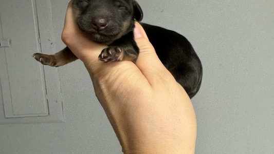 Black and Tan Colored Blue River Mini Dachshunds