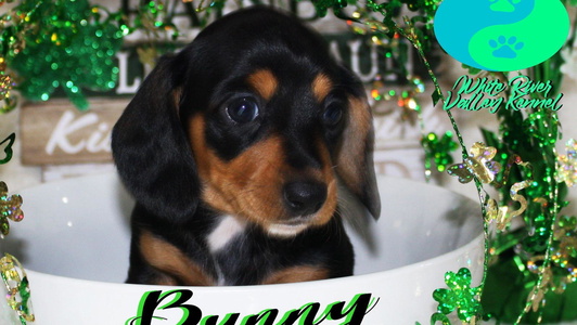 Black and Tan Colored White River Valley Kennel