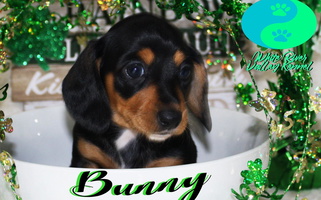 Black and Tan Colored White River Valley Kennel Dachshund for Corbin, KY