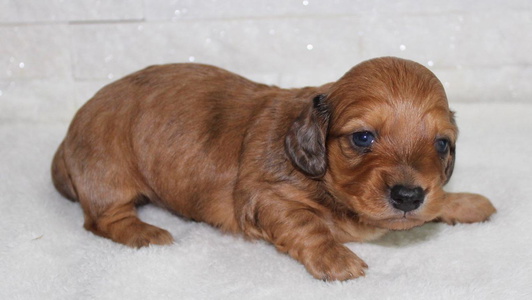 Cream Dapple Colored Diamond K Miniature Dachshunds