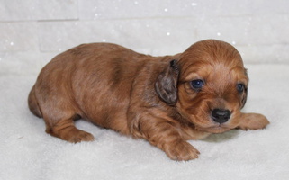 Cream Dapple Colored Diamond K Miniature Dachshunds Dachshund for Gary City, TX