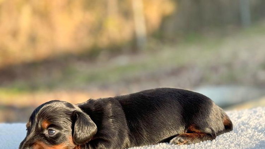 Black and Tan Colored Cute Black River Doxie Kennels