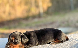 Black and Tan Colored Cute Black River Doxie Kennels Dachshund for Kingstree, SC