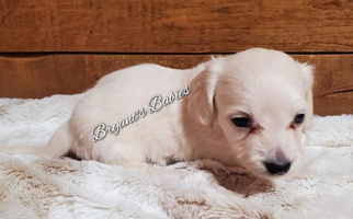 Cream Colored Bryant's Babies Dachshund for Webb, AL