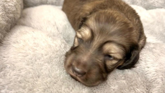 Cream Colored Dazzling Doxies