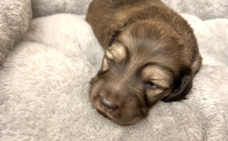 Cream Colored Dazzling Doxies Dachshund for Kalama, WA