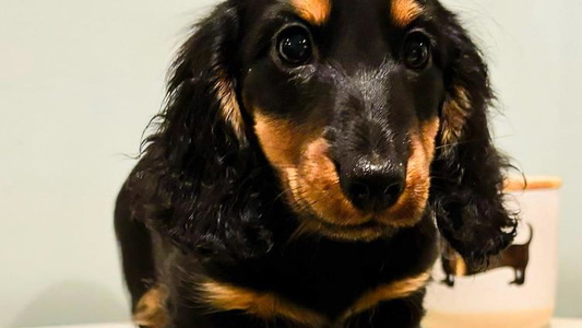 Black and Tan Colored Yancey’s Doxies