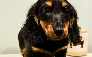 Black and Tan Colored Yancey’s Doxies Dachshund for Rainsville, AL