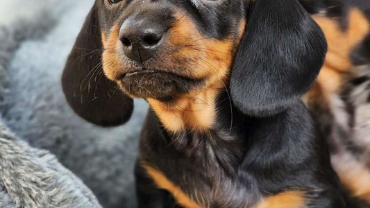 Black and Tan colored Poplar Ridge Dachshunds