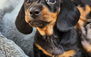 Black and Tan colored Poplar Ridge Dachshunds Dachshund for Campbellsville, KY