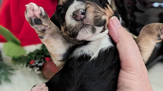 Black and Tan Colored Fenloch Gundogs