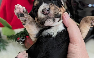 Black and Tan Colored Fenloch Gundogs Dachshund for Phillips, NE