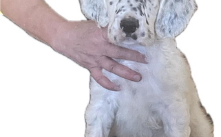 Blue Belton Colored Quantum Kennels English Setter for Phoenix, AZ