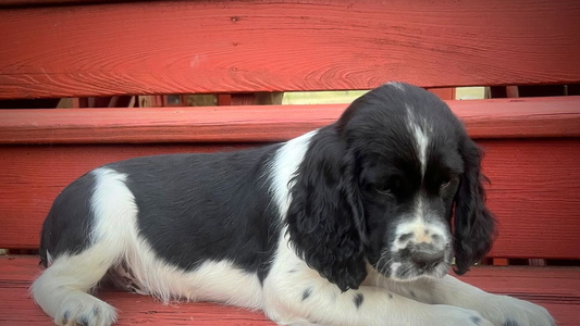 Black and White Colored Ranch House Spaniels