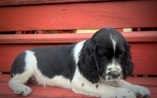 Black and White Colored Ranch House Spaniels English Springer Spaniel for Bonifay, FL