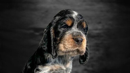 Black White and Tan Colored Majestic Mountain Springs