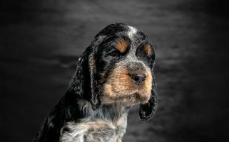 Black White and Tan Colored Majestic Mountain Springs English Springer Spaniel for Conejos, CO