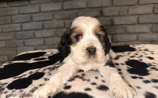 Black white and tan Colored Hidden Springs Farm English Springer Spaniel for Winchester, KY