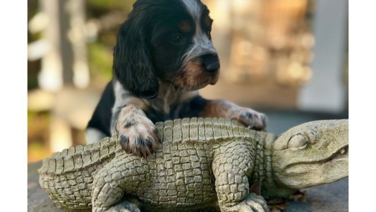 Black White and Tan Colored Redemption Fields Springer Spaniels