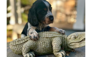 Black White and Tan Colored Redemption Fields Springer Spaniels English Springer Spaniel for Arcadia, FL