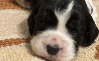 Black White and Tan Colored Lakeside Summit Springers English Springer Spaniel for Park Rapids, MN