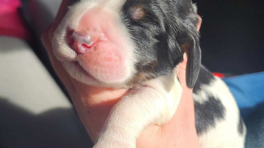 Black White and Tan Colored Enos Ranch Springer Spaniels