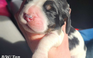 Black White and Tan Colored Enos Ranch Springer Spaniels English Springer Spaniel for Roseburg, OR