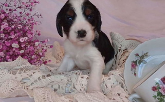 Black White and Tan Colored Music City Springers USA English Springer Spaniel for Hendersonville, TN