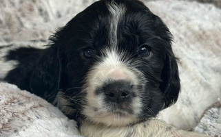 Black and White Colored Indian Creek Springers English Springer Spaniel for Huntingdon, PA