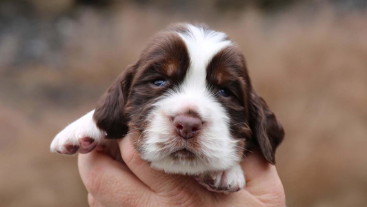 Liver White and Tan Colored Appalachian Kennels