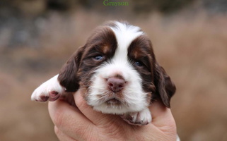 Liver White and Tan Colored Appalachian Kennels English Springer Spaniel for Manchester, KY