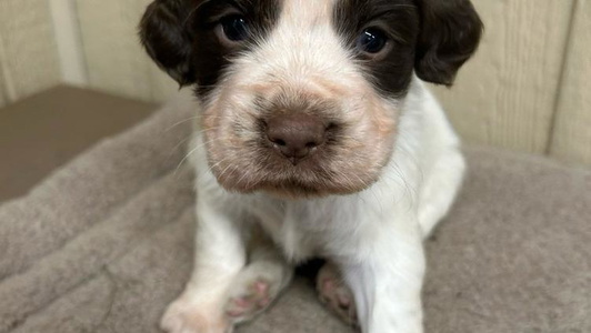 Liver and White Colored Coteau Springers