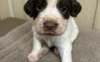 Liver and White Colored Coteau Springers English Springer Spaniel for Monticello, MN