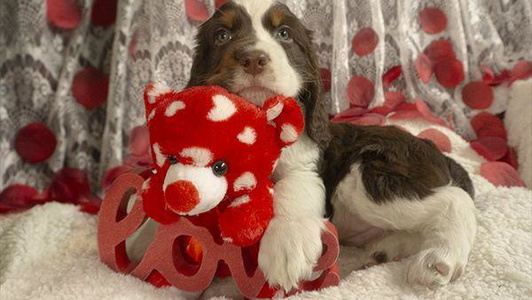 Liver White and Tan Colored Little Flower Springer Spaniels