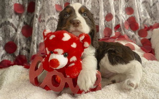 Liver White and Tan Colored Little Flower Springer Spaniels English Springer Spaniel for Stevensville, MT