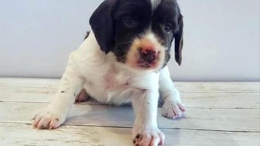 Liver and White Colored Ridgeline Springer Spaniels