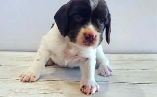 Liver and White Colored Ridgeline Springer Spaniels English Springer Spaniel for Fruitland, ID