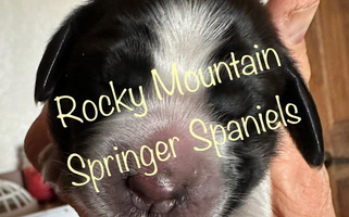 Liver white and Tan Colored Rocky Mountain Springer Spaniels English Springer Spaniel for Cheyenne, WY