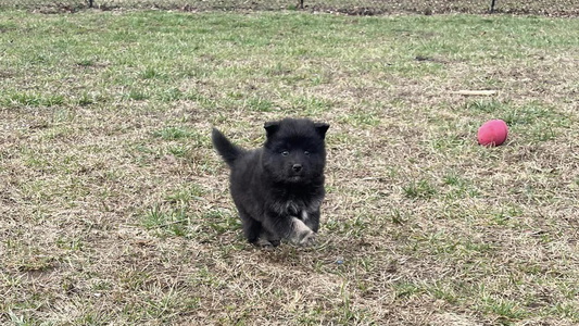 Black Colored TaylorMade Finnish Lapphunds